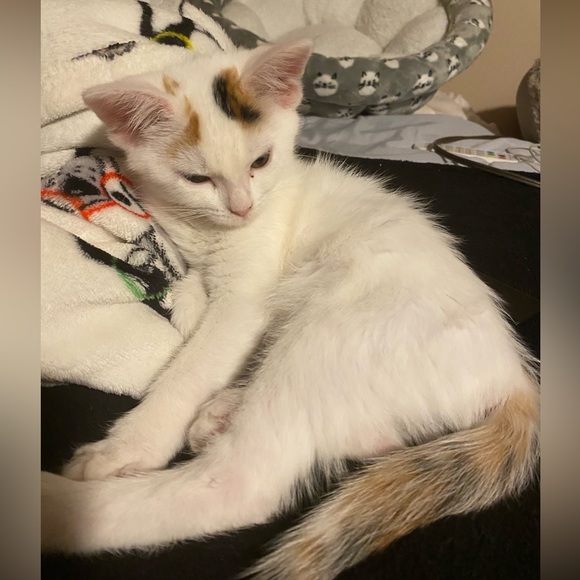 Meet Akari the Cresent Moon Calico😻🐾 - Picture 13 of 16